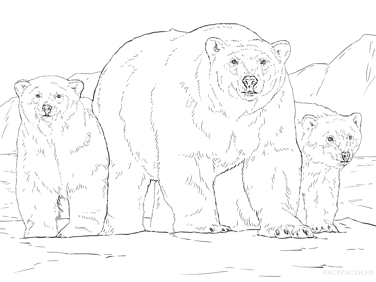 Раскраска Животные Белый медведь с двумя медвежатами