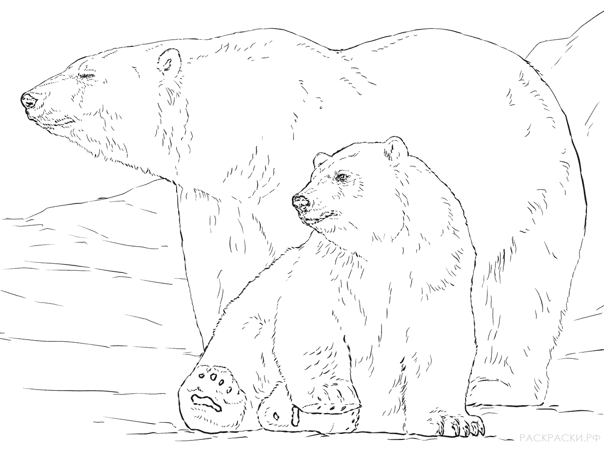 Раскраска Животные Белый медведь с детёнышем
