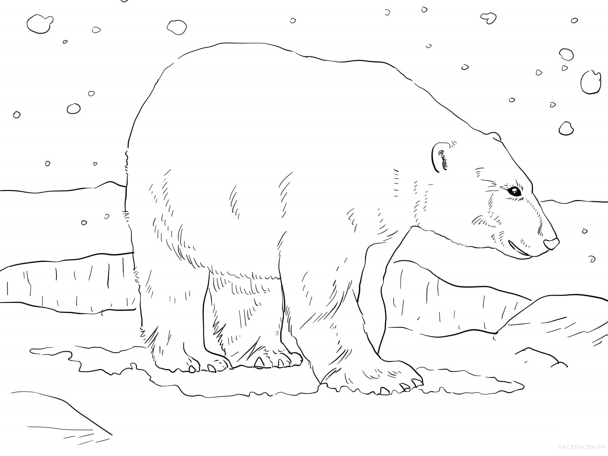 Раскраска Животные Взрослый белый медведь