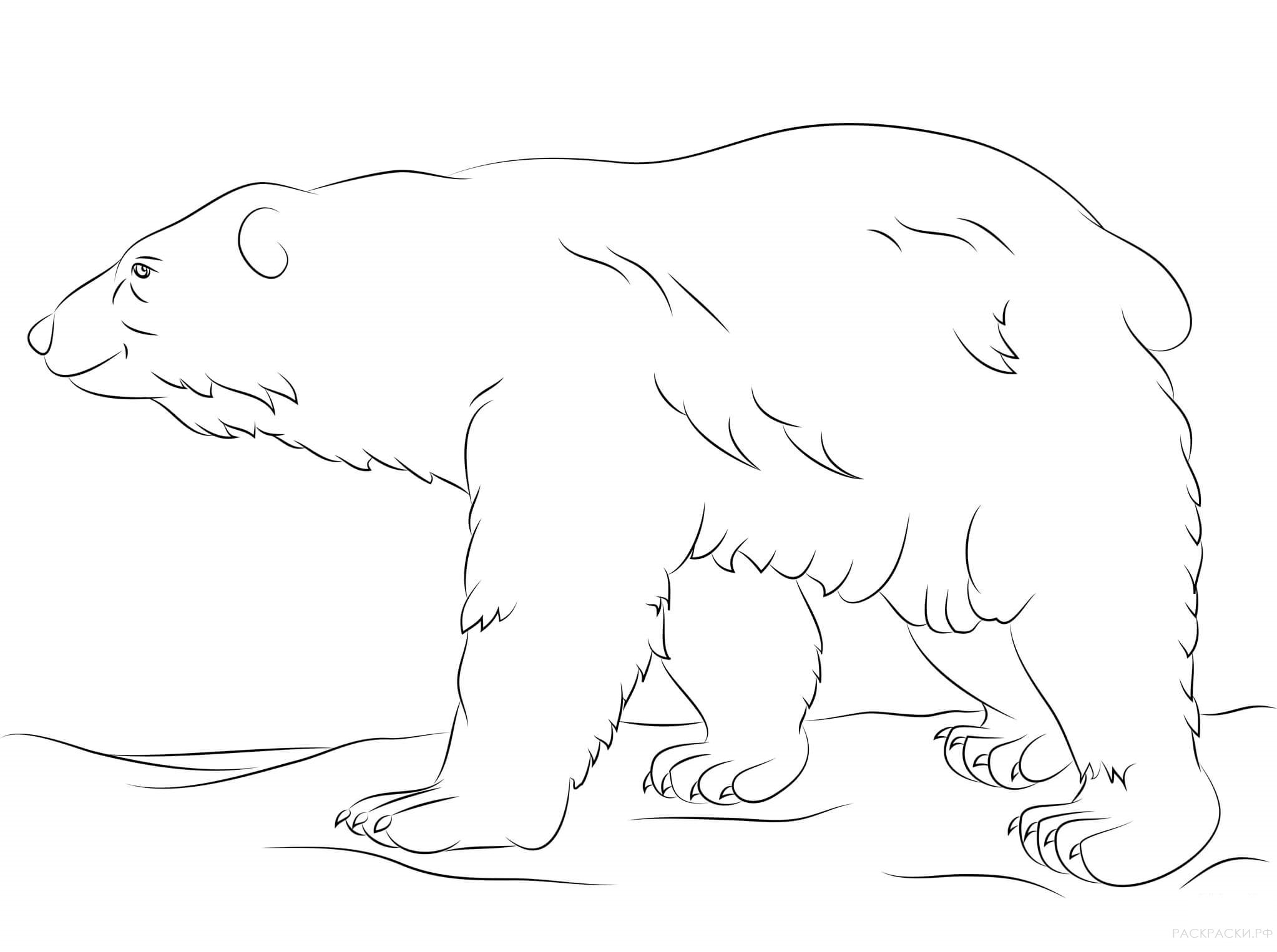 Раскраска Животные Гуляющий белый медведь