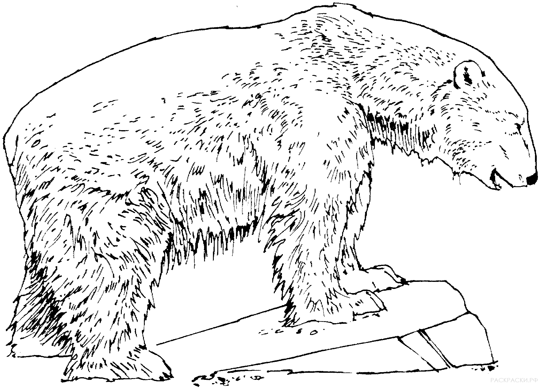 Раскраска Животные Белый медведь стоящий на камне