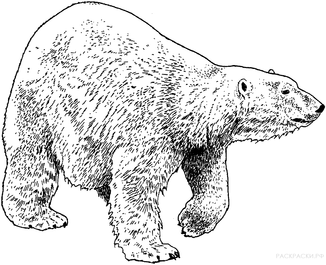 Раскраска Животные Шагающий белый медведь