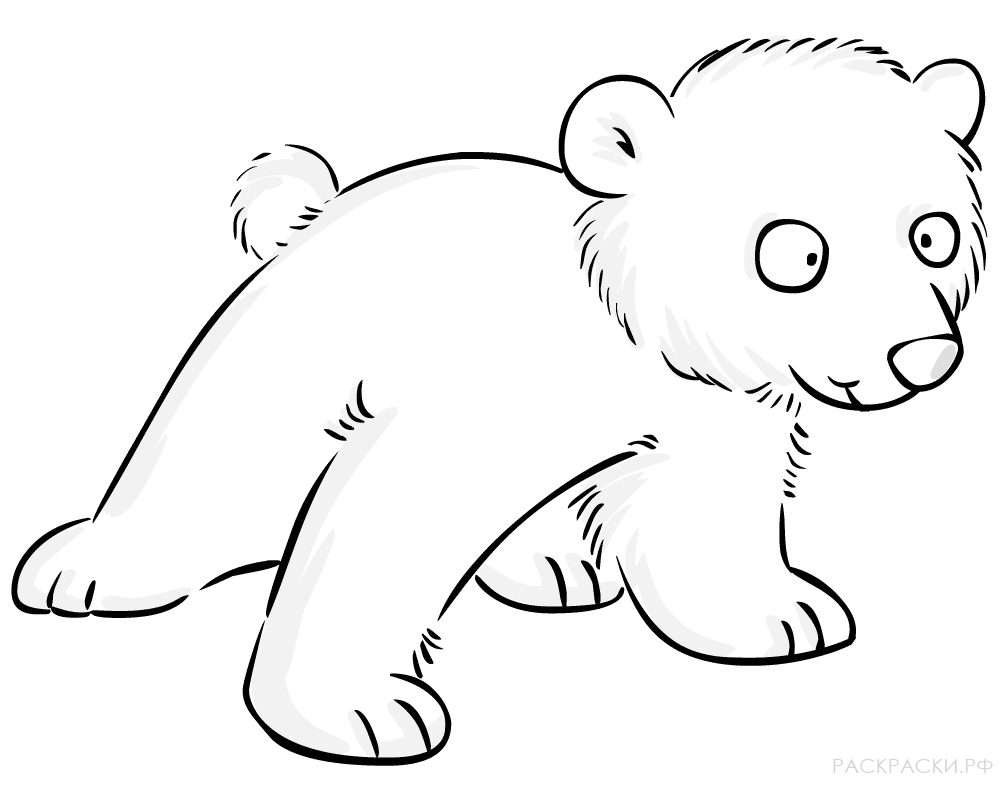 Раскраска Животные Забавный белый медвежонок