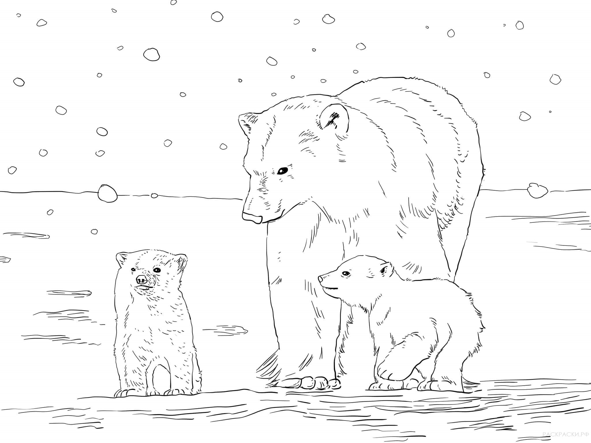 Раскраска Животные Белая медведица с двумя медвежатами