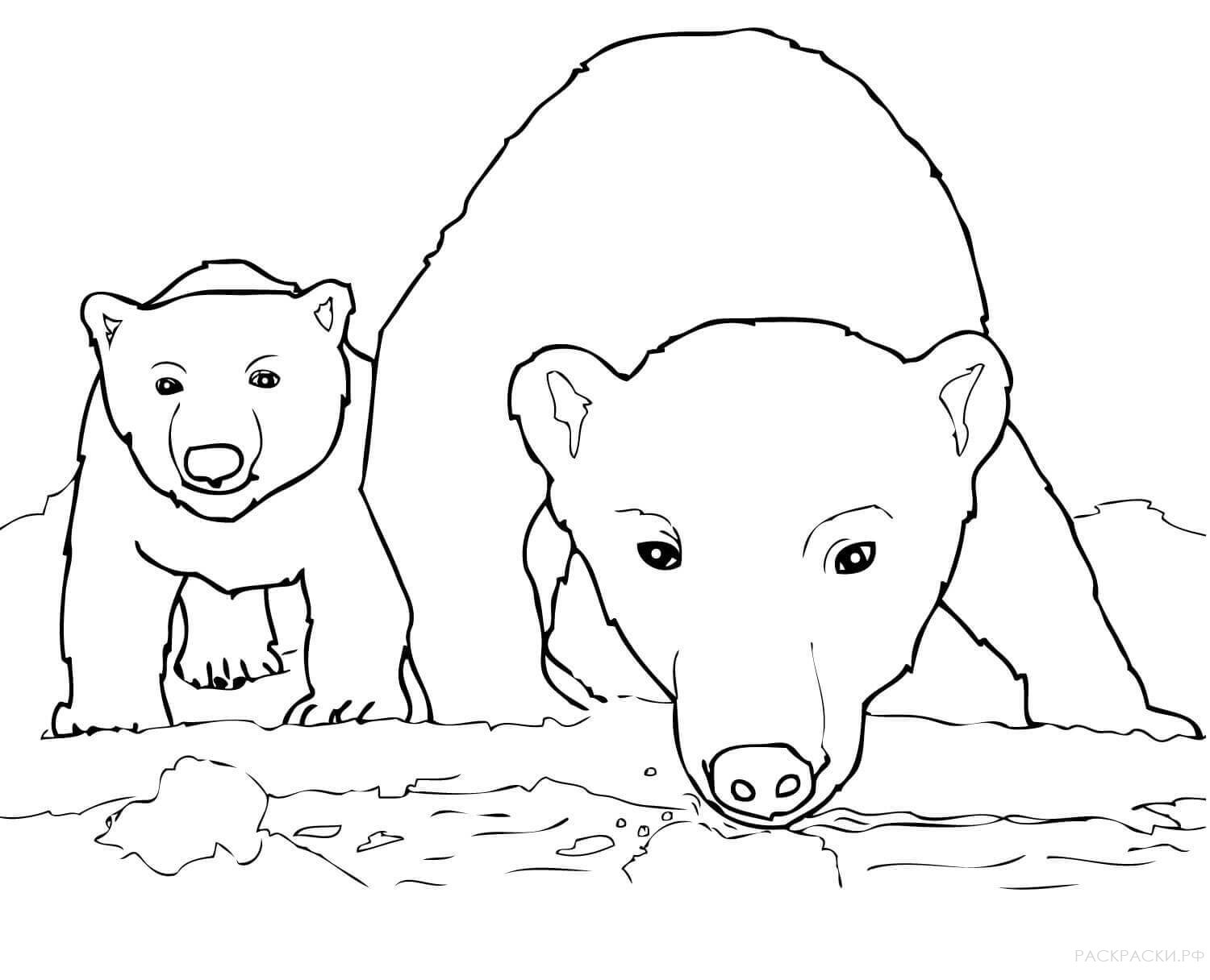 Раскраска Животные Любопытная мама белая медведица
