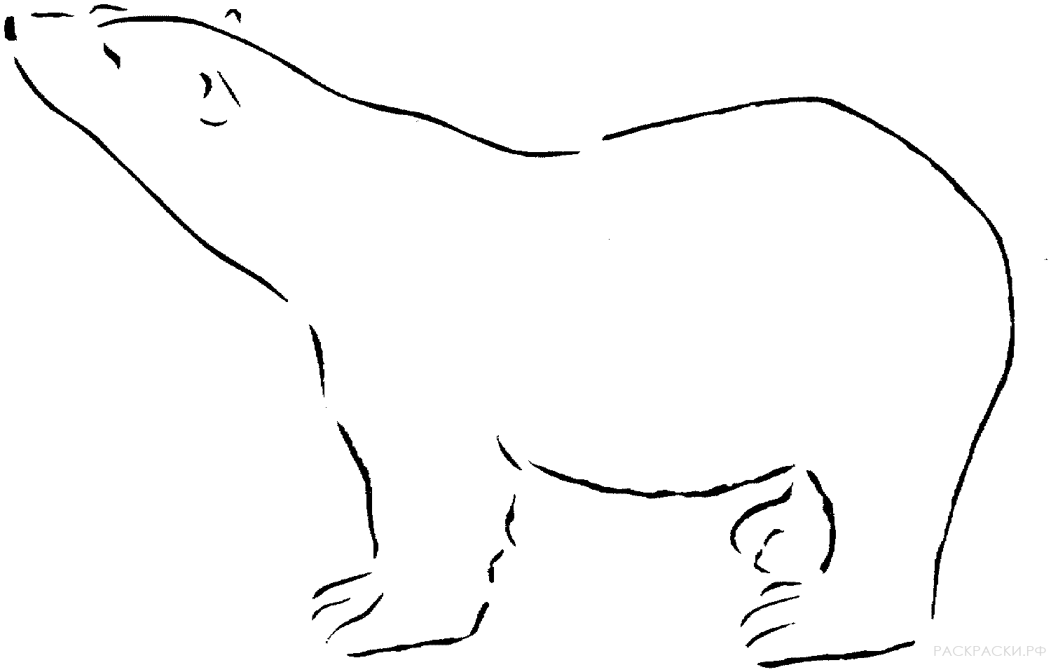 Раскраска Животные Белый медведь 6