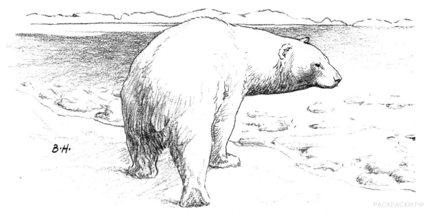 Раскраска Животные Белый медведь идущий по люду