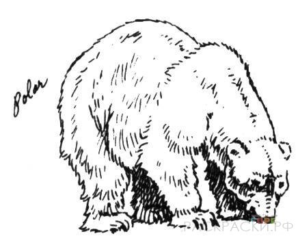 Раскраска Животные Белый медведь 9