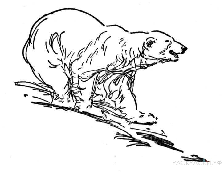 Раскраска Животные Белый медведь 10
