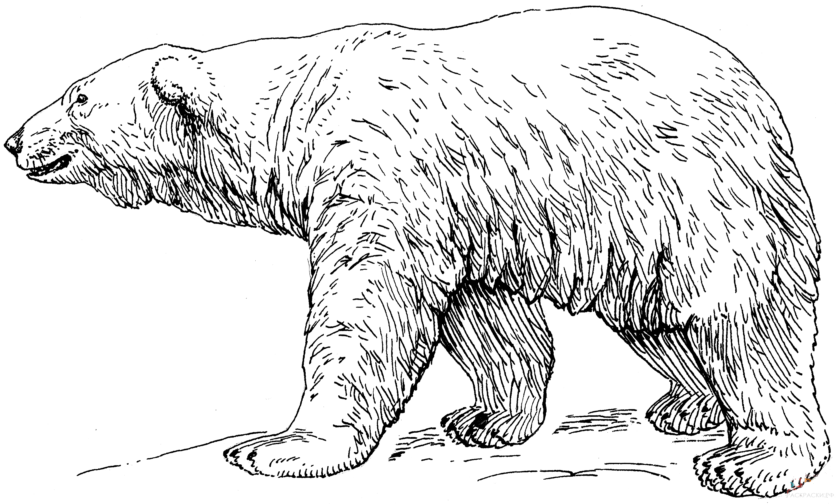 Раскраска Животные Белый медведь 11