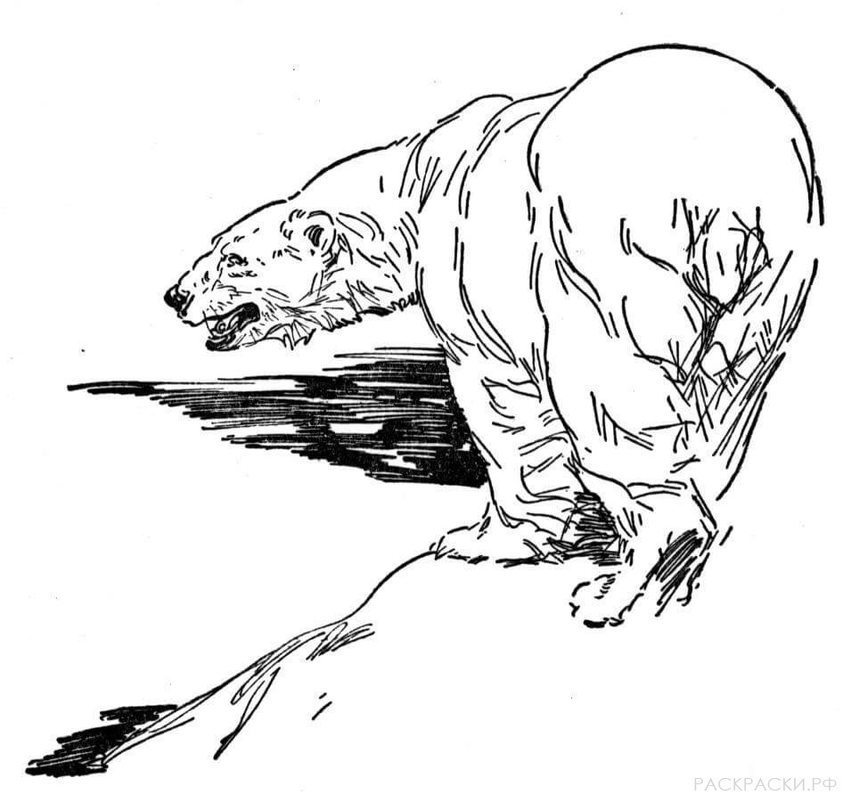 Раскраска Животные Белый медведь идущий по люду 2