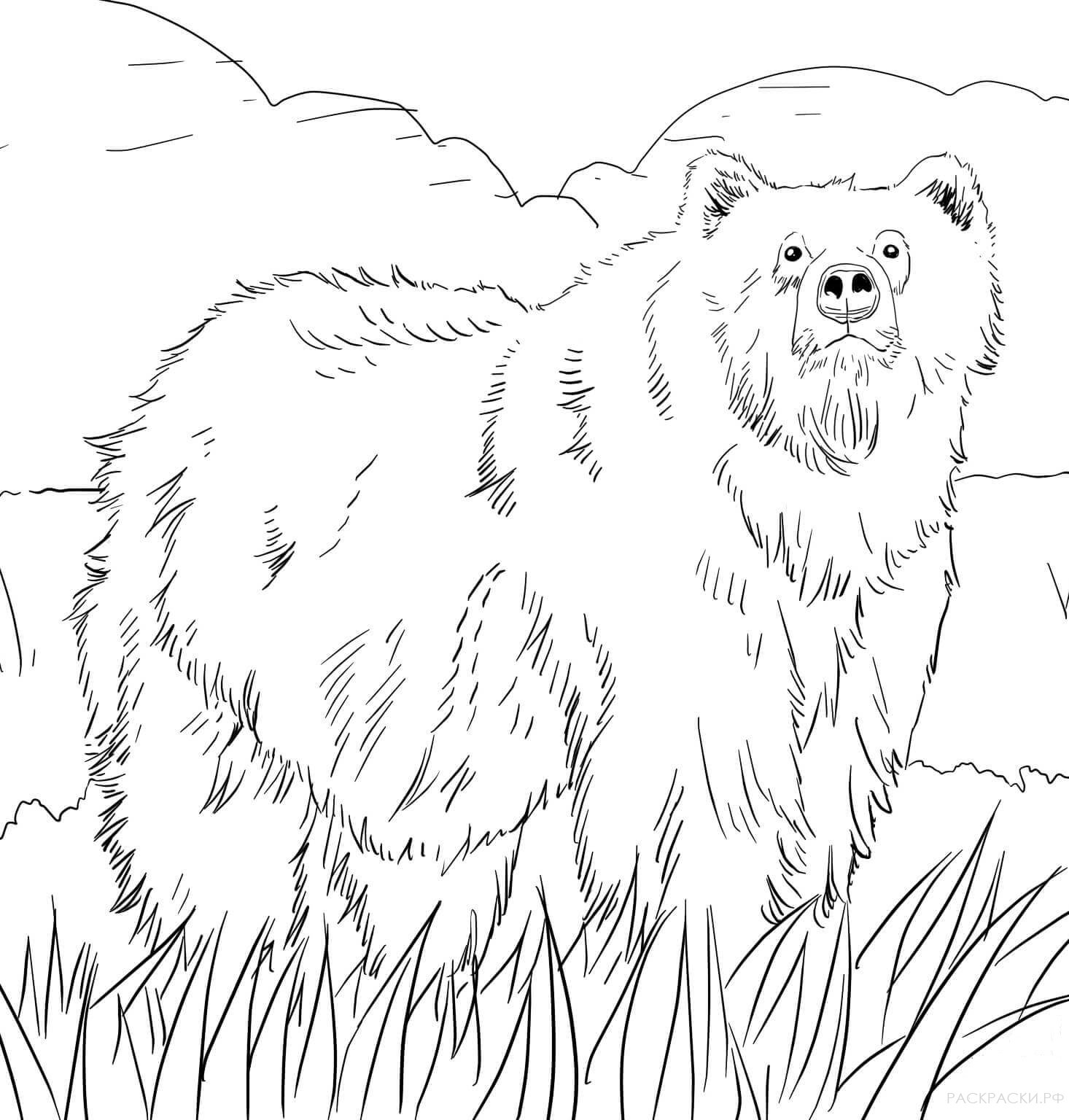 Раскраска Животные Медведь гризли из Аляски