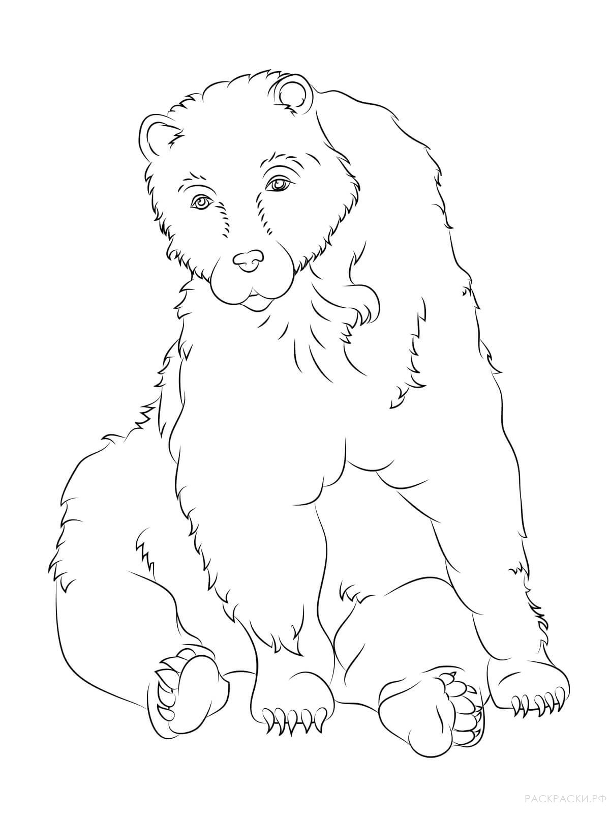 Раскраска Животные Сидящий бурый медведь