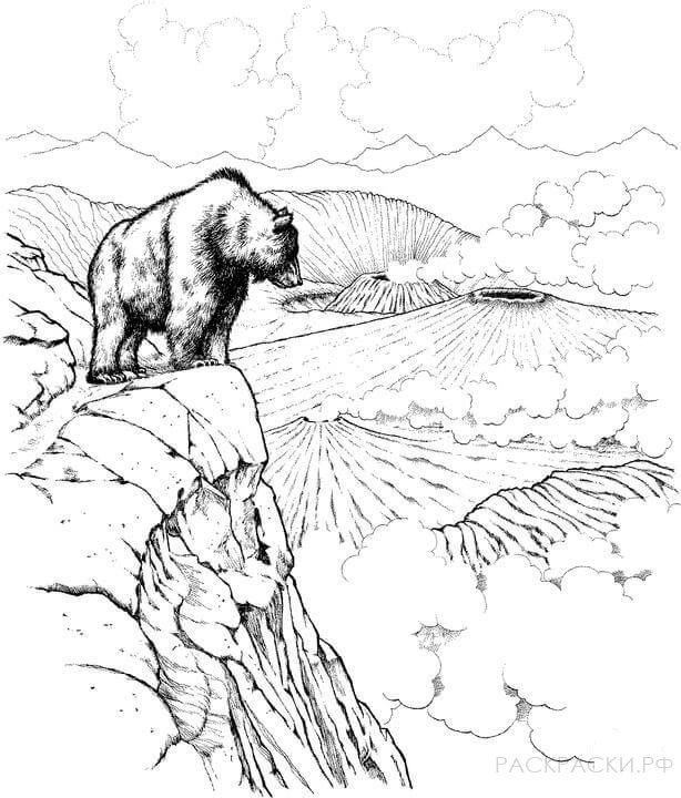 Раскраска Животные Бурый медведь и вулканы