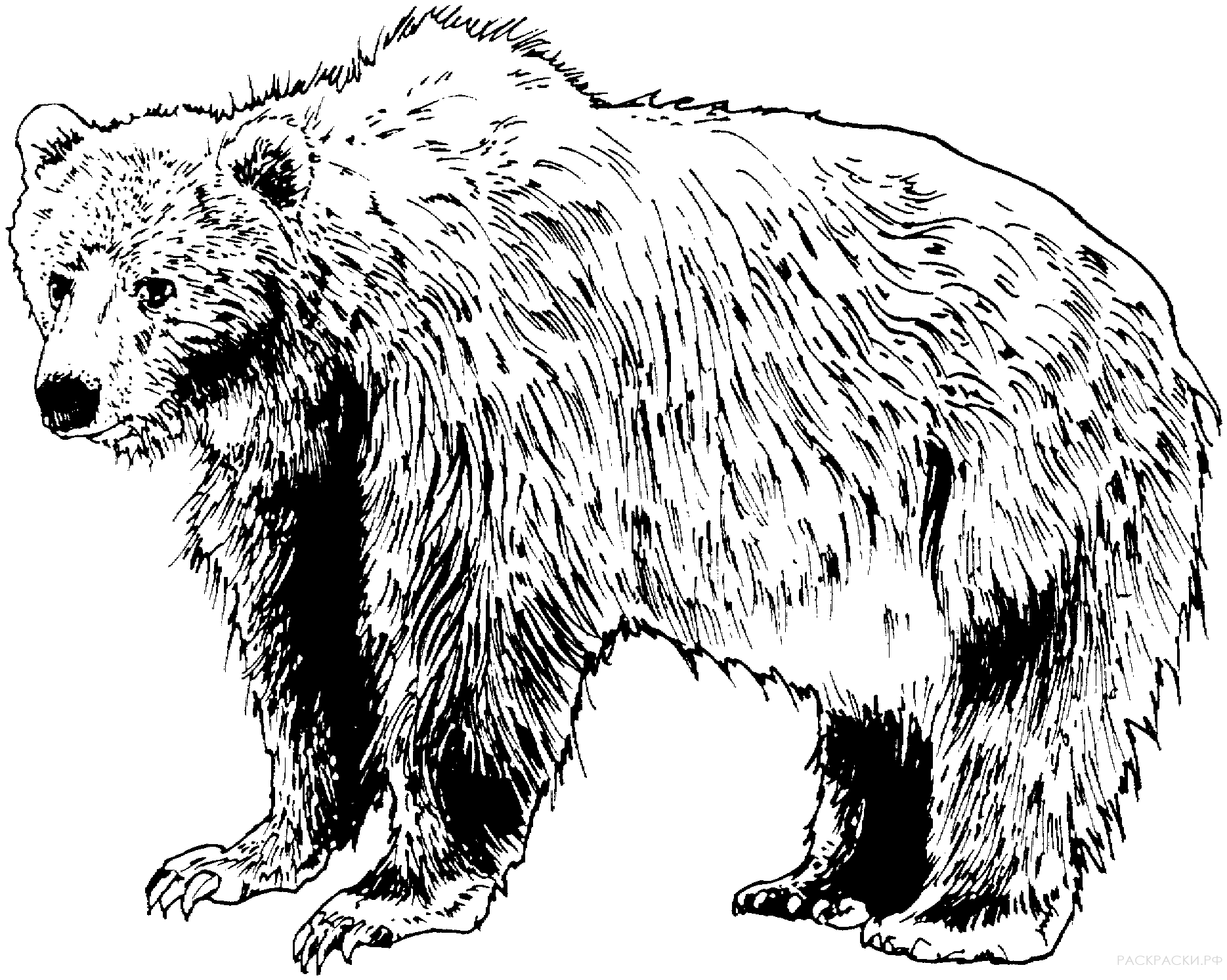 Раскраска Животные Бурый медведь 2