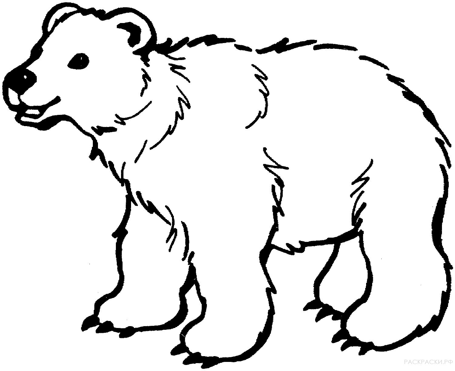 Раскраска Животные Бурый медведь 4