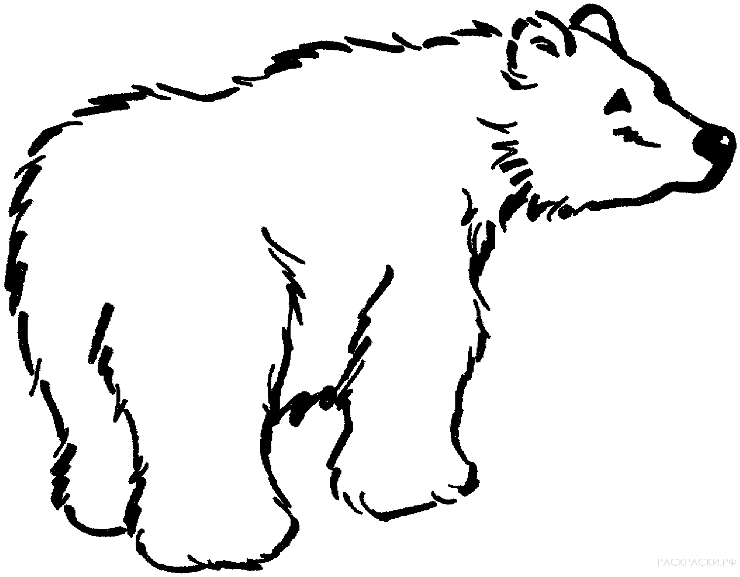 Раскраска Животные Бурый медведь 6