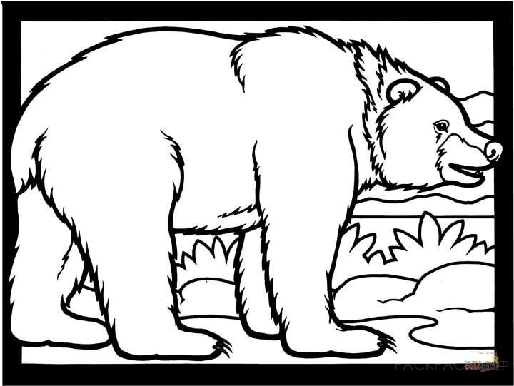 Раскраска Животные Бурый медведь 8
