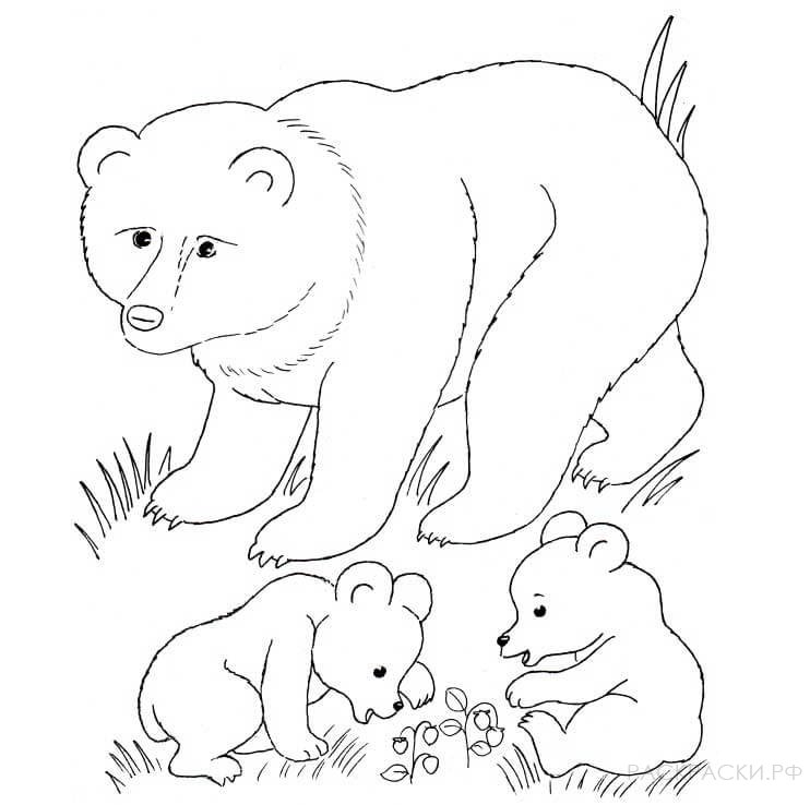 Раскраска Животные медведица и медвежата