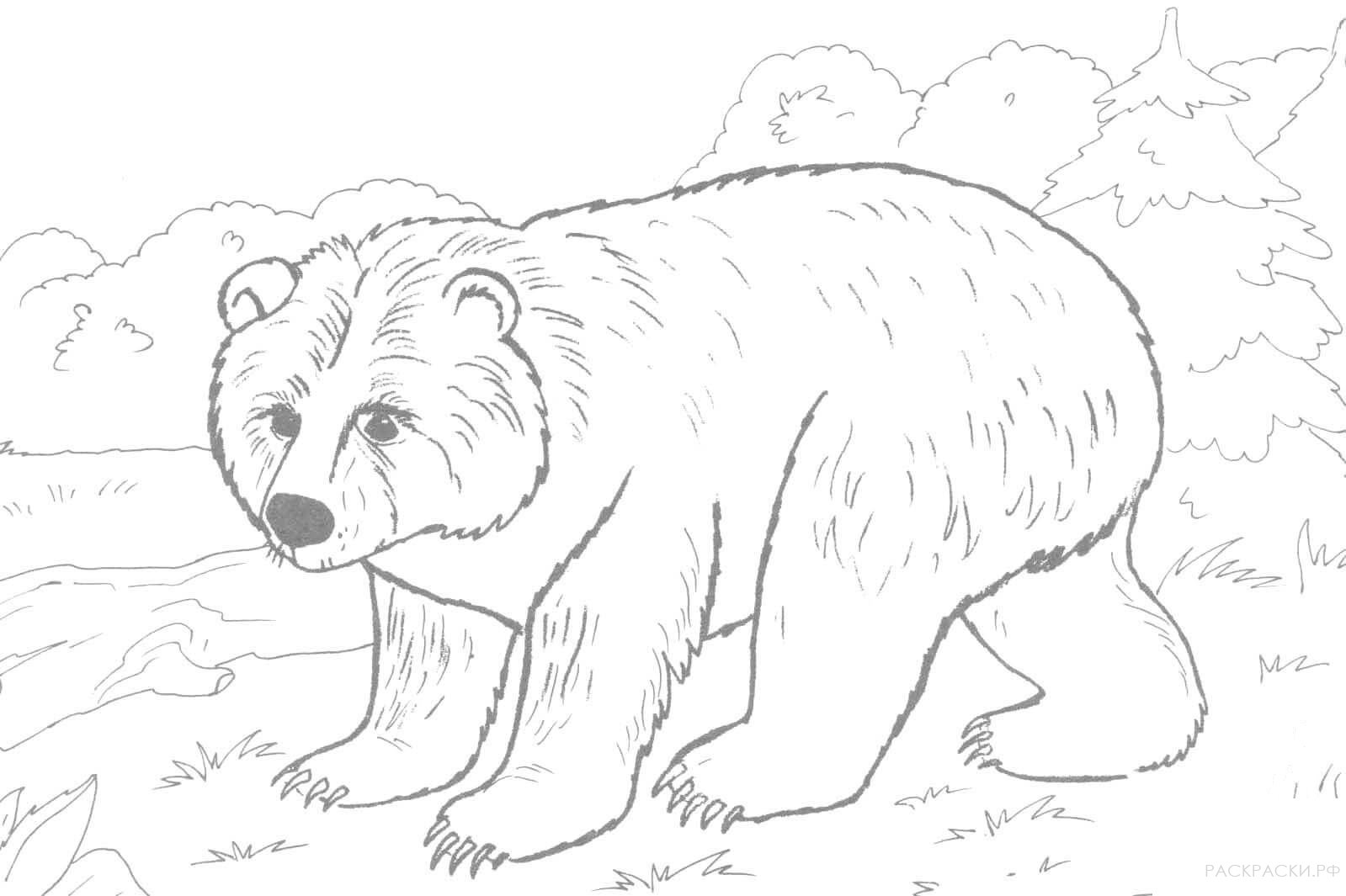 Раскраска Животные Бурый медведь 9