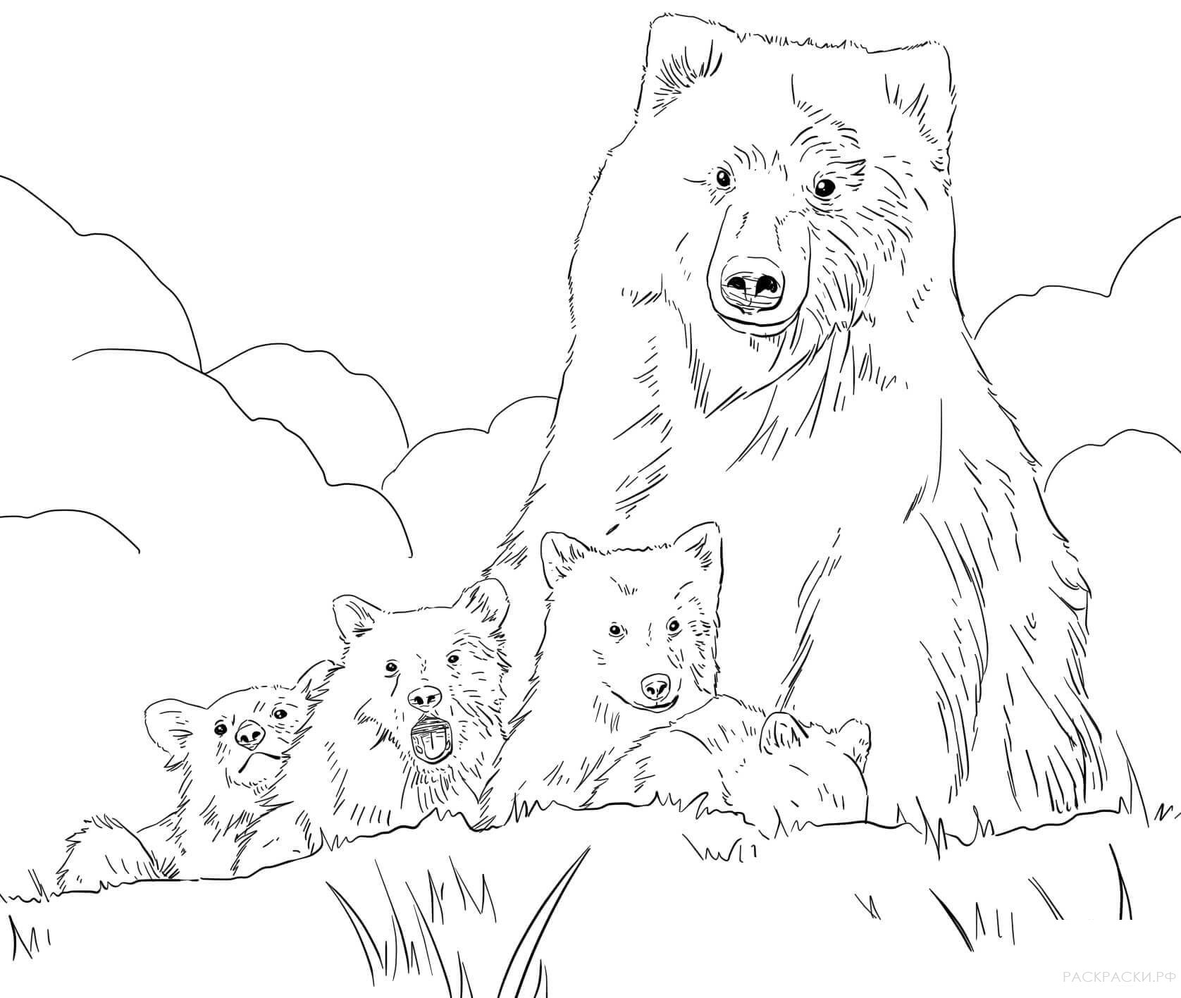 Раскраска Медведь гризли и медвежата
