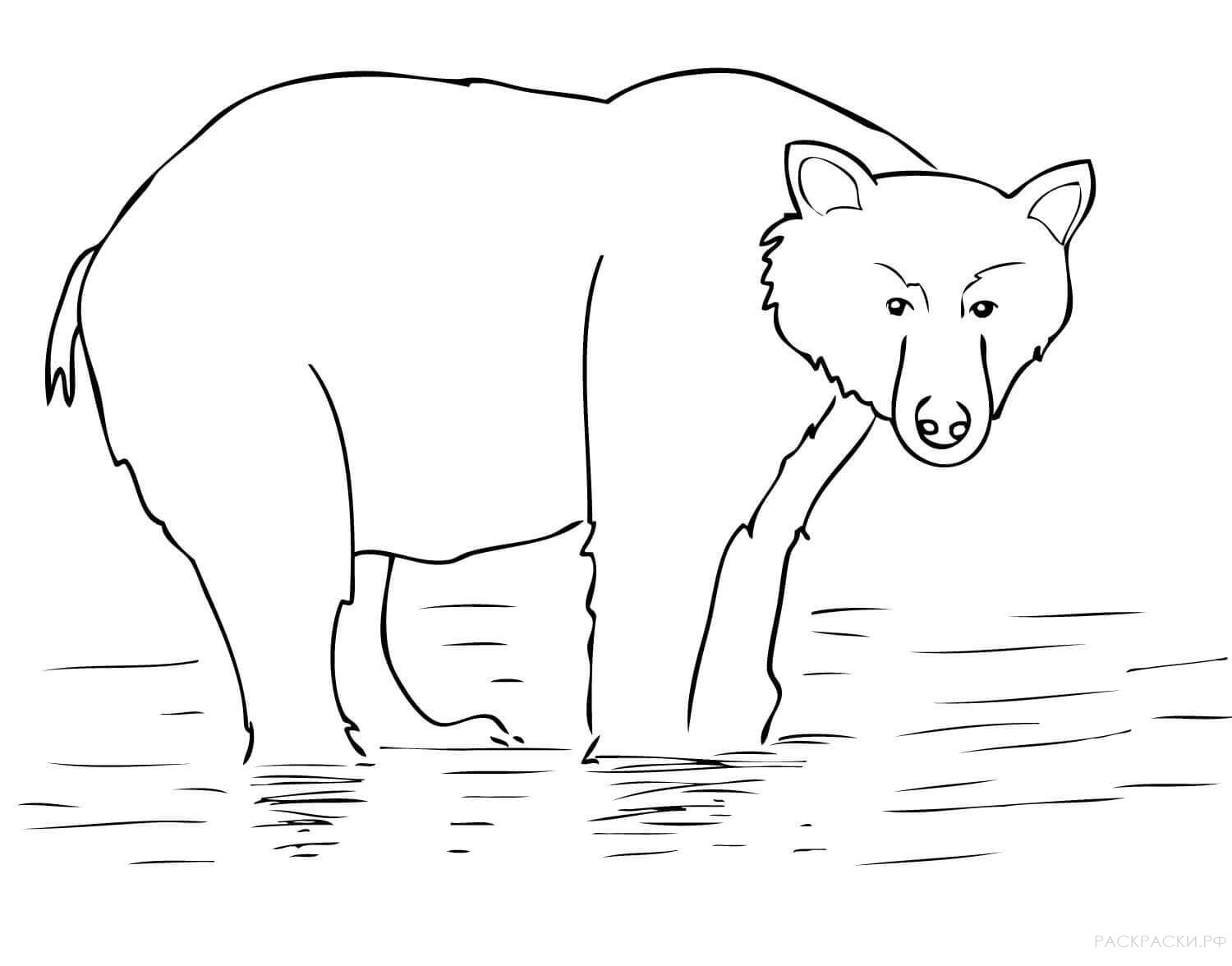 Раскраска Животные Аляскинский бурый медведь