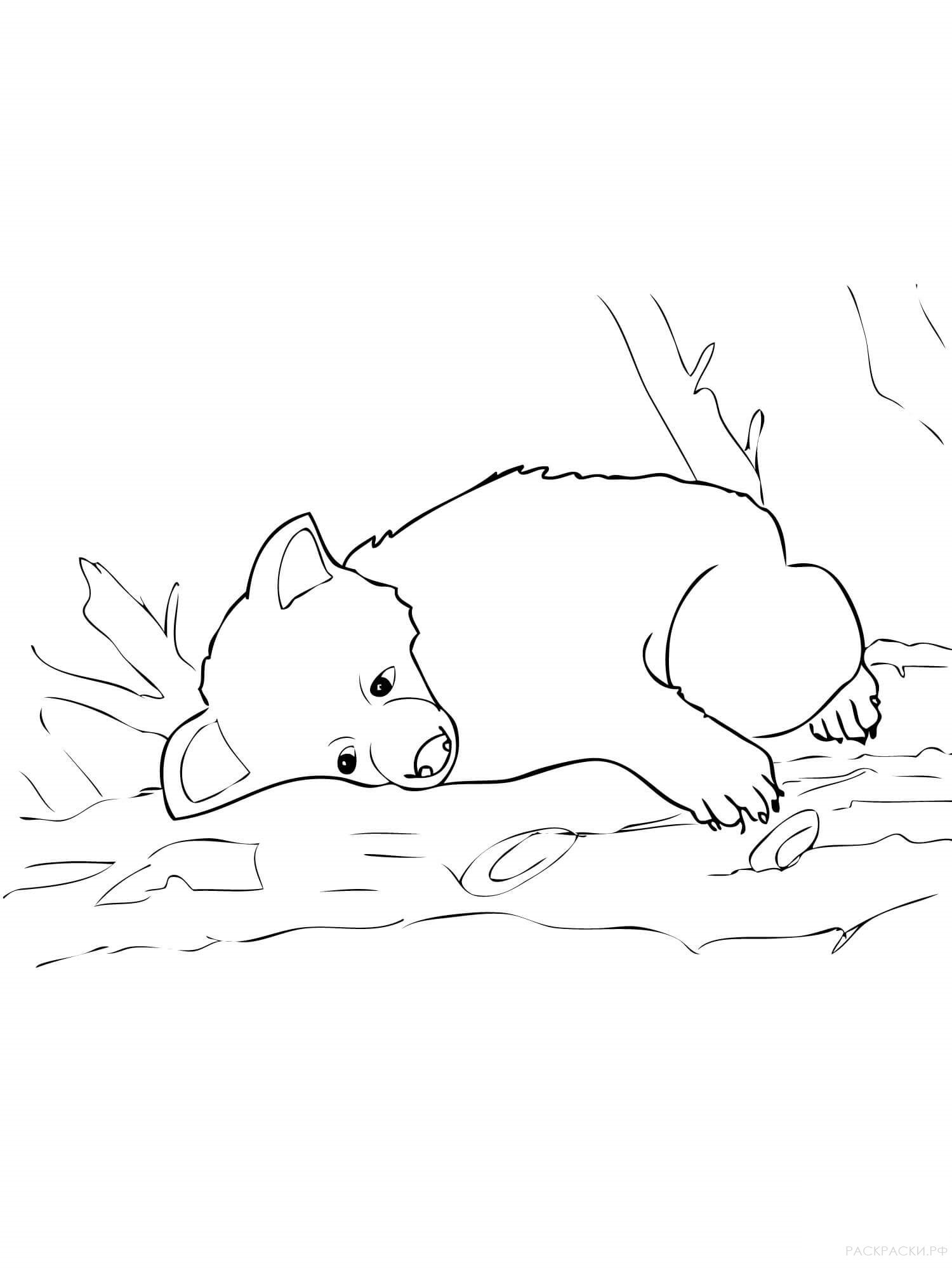 Раскраска Животные Медвежонок бурого медведя