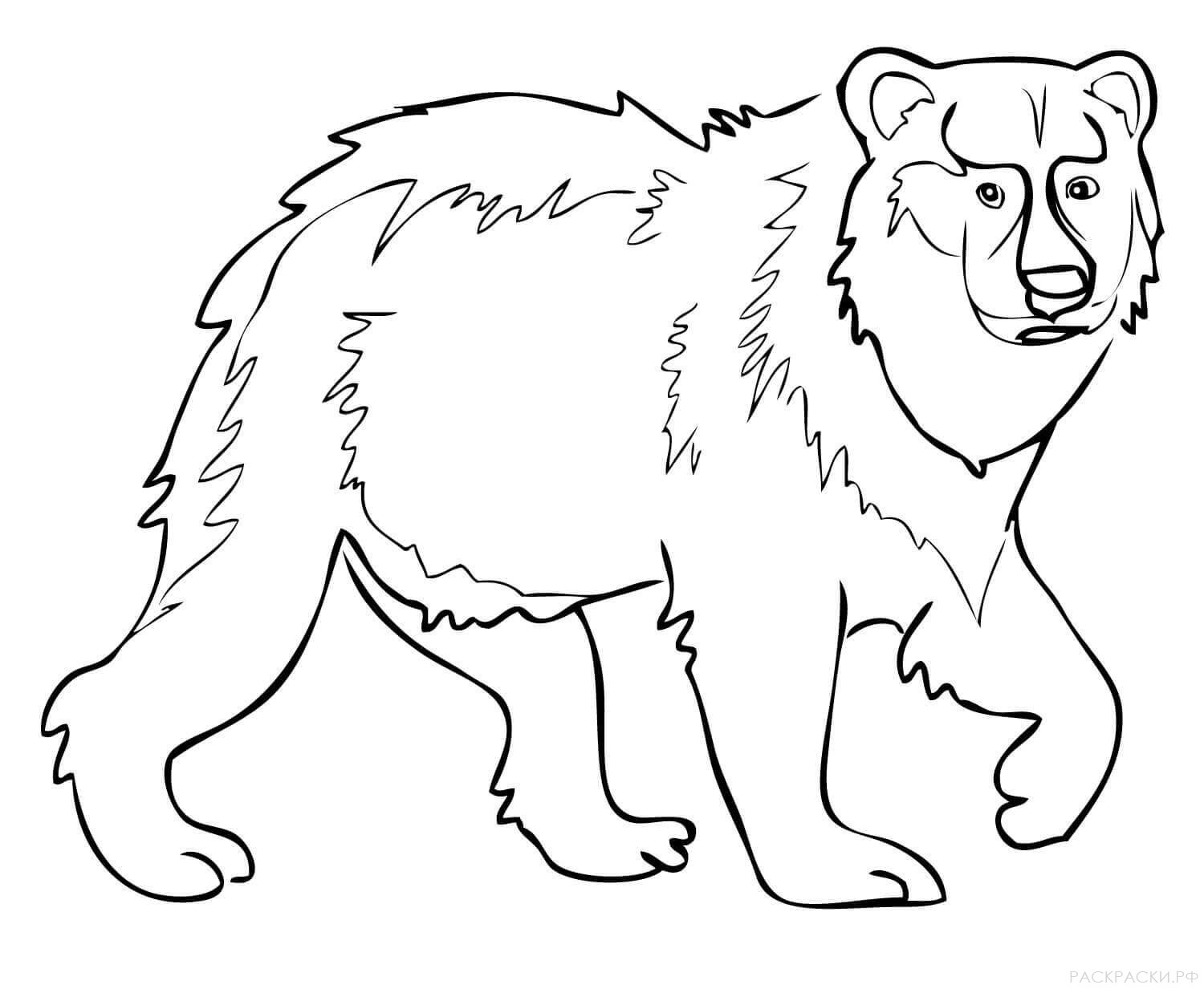 Раскраска Животные Евразийский бурый медведь