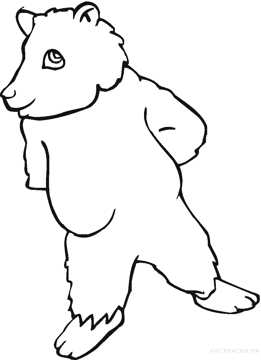 Раскраска Животные Бурый медведь 11
