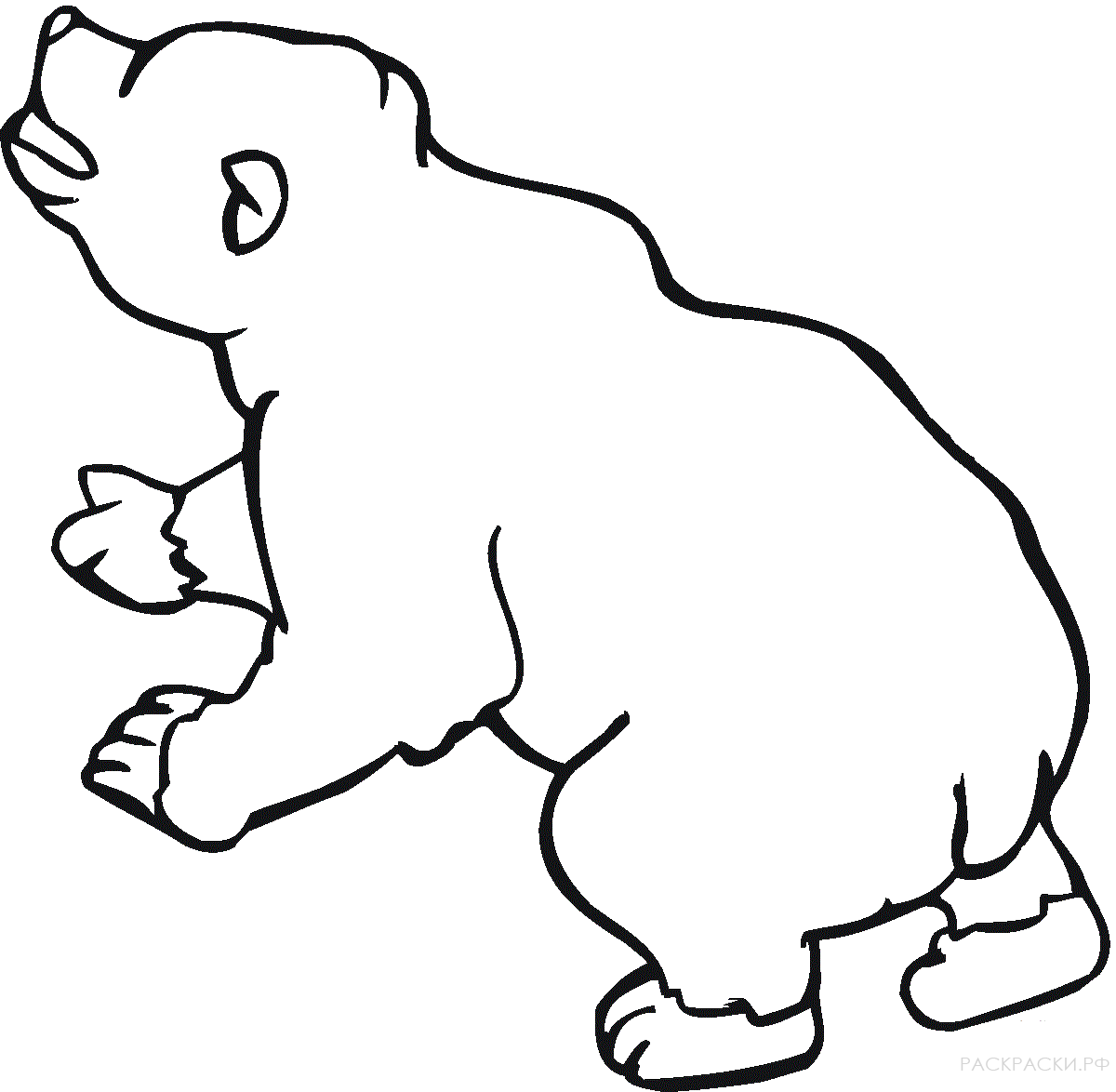 Раскраска Животные Бурый медведь 13