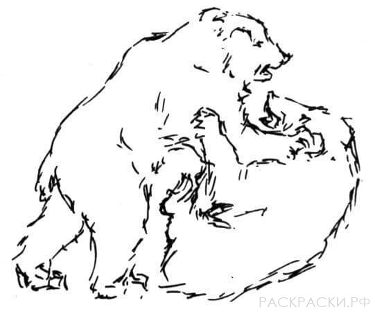 Раскраска Животные Медвежий бой