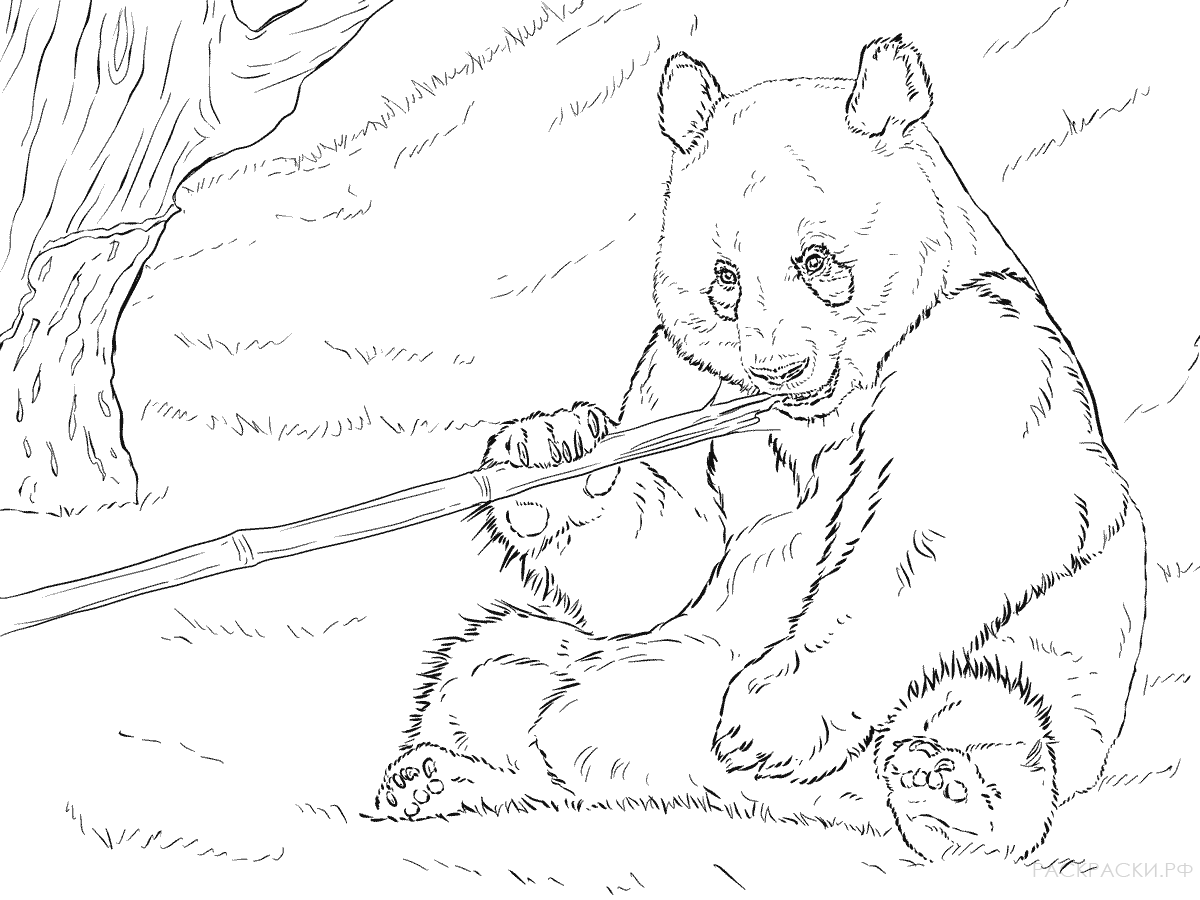 Раскраска Животные Большая панда ест бамбук