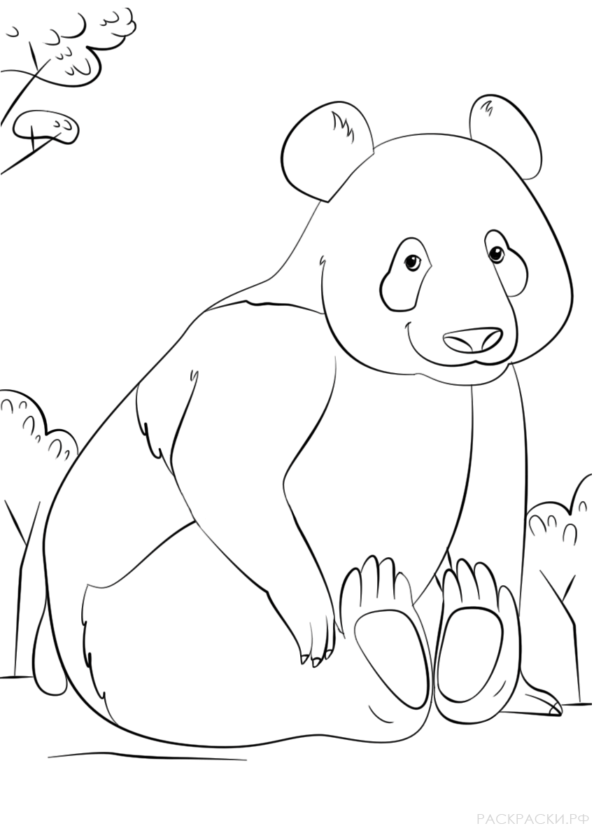 Раскраска Животные Панда 3