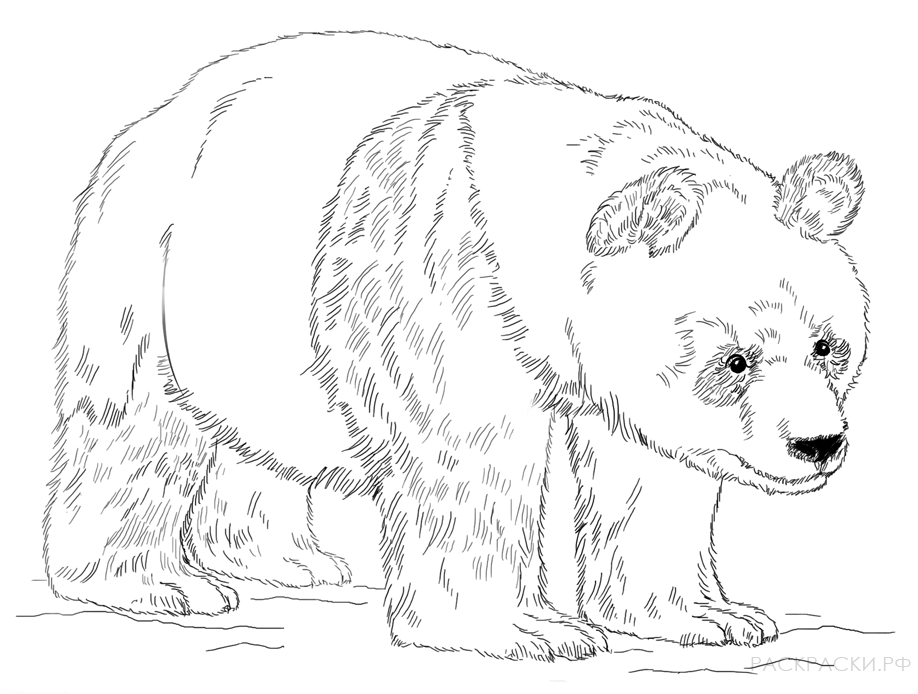 Раскраска Животные Бамбуковый медведь