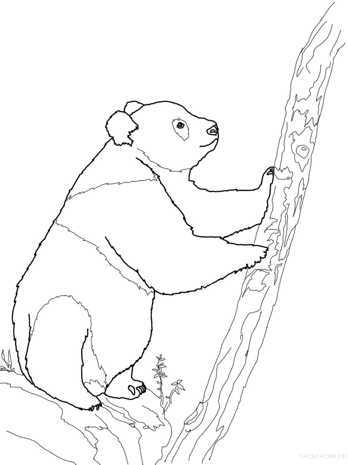 Раскраска медведь Панда