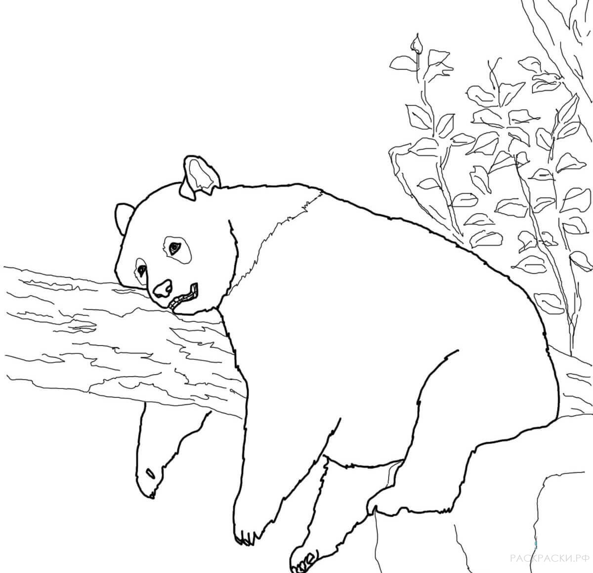 Раскраска Животные Большая панда спит на дереве