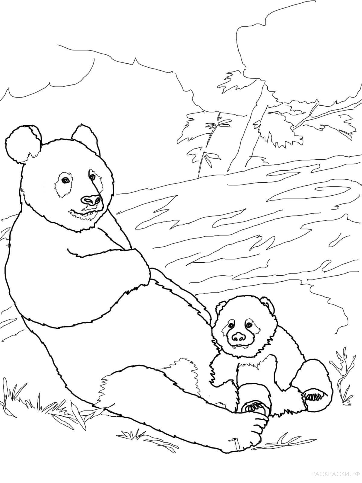 Раскраска Животные Мама панда с маленьким медвежонком
