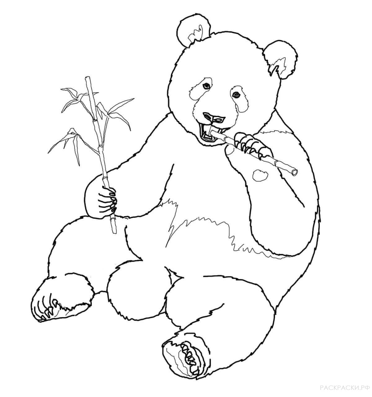 Раскраска Животные Большая панда ест бамбук 2