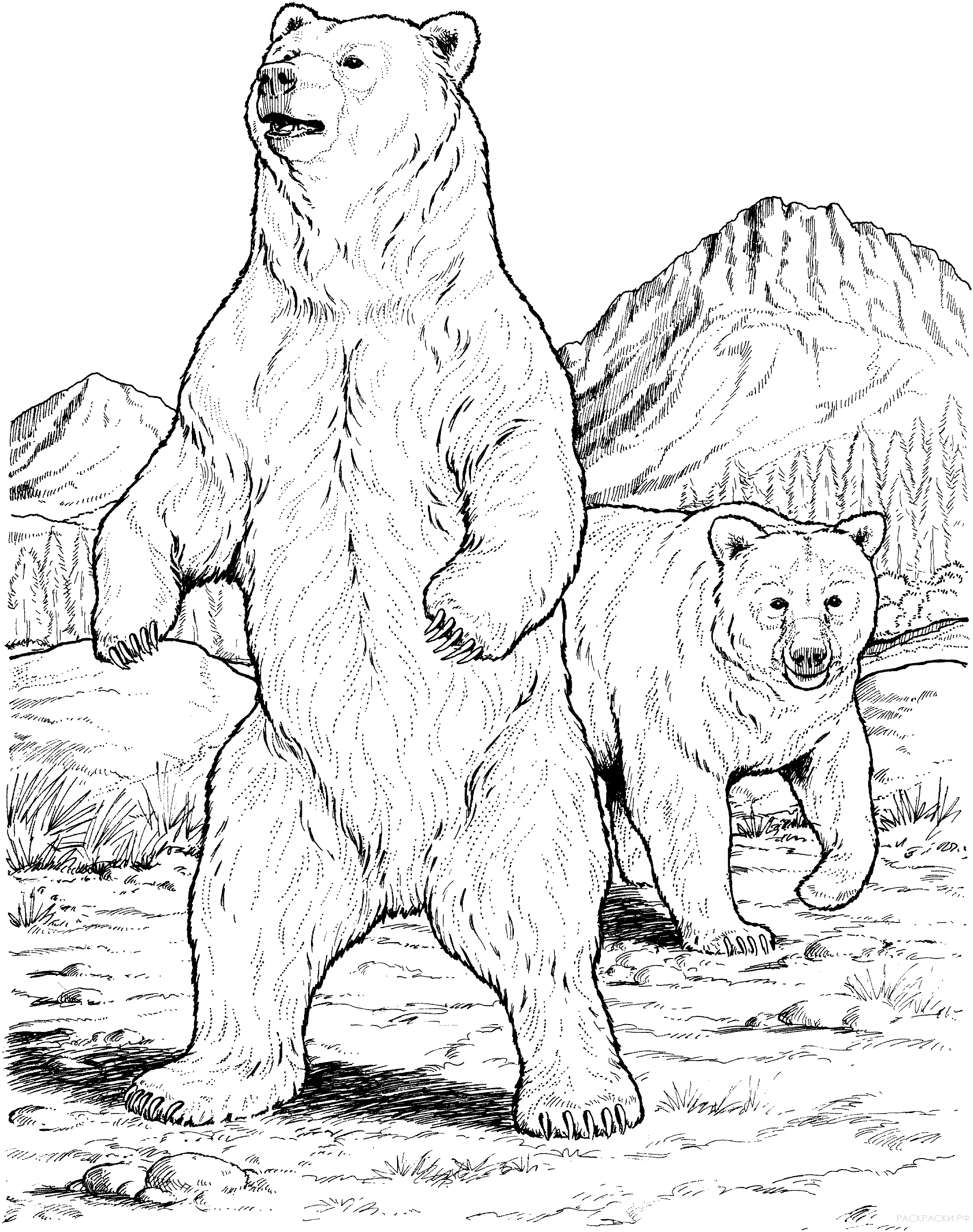 Раскраска Животные Американские черные медведи