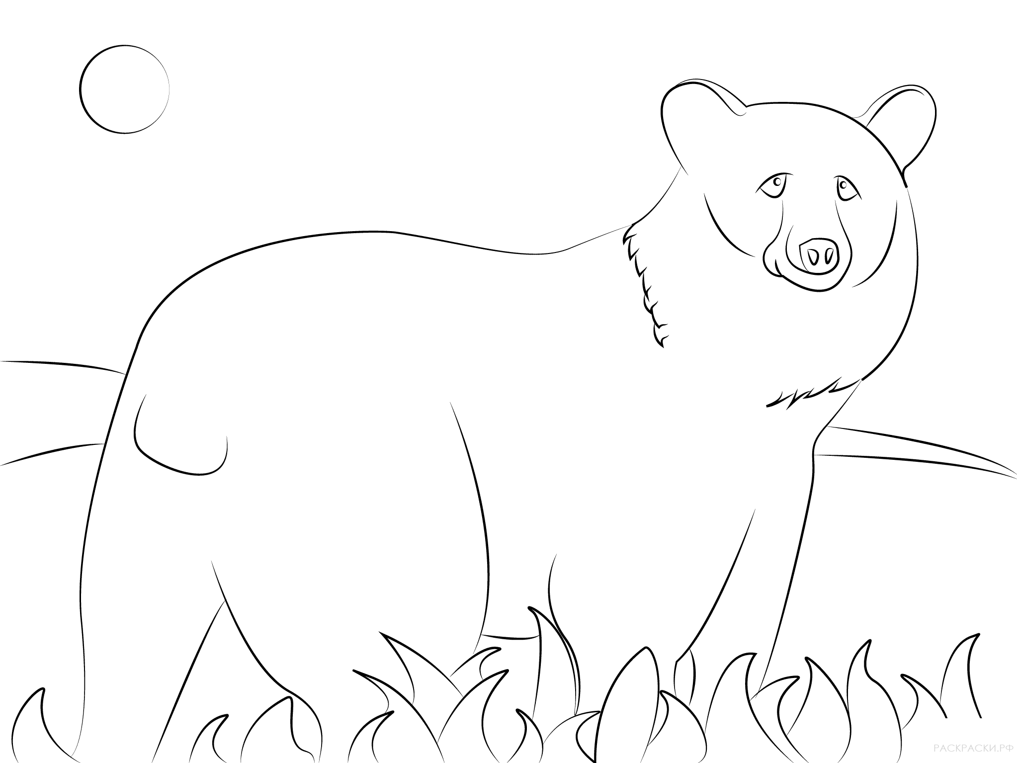 Раскраска Животные Американский Черный медведь 2