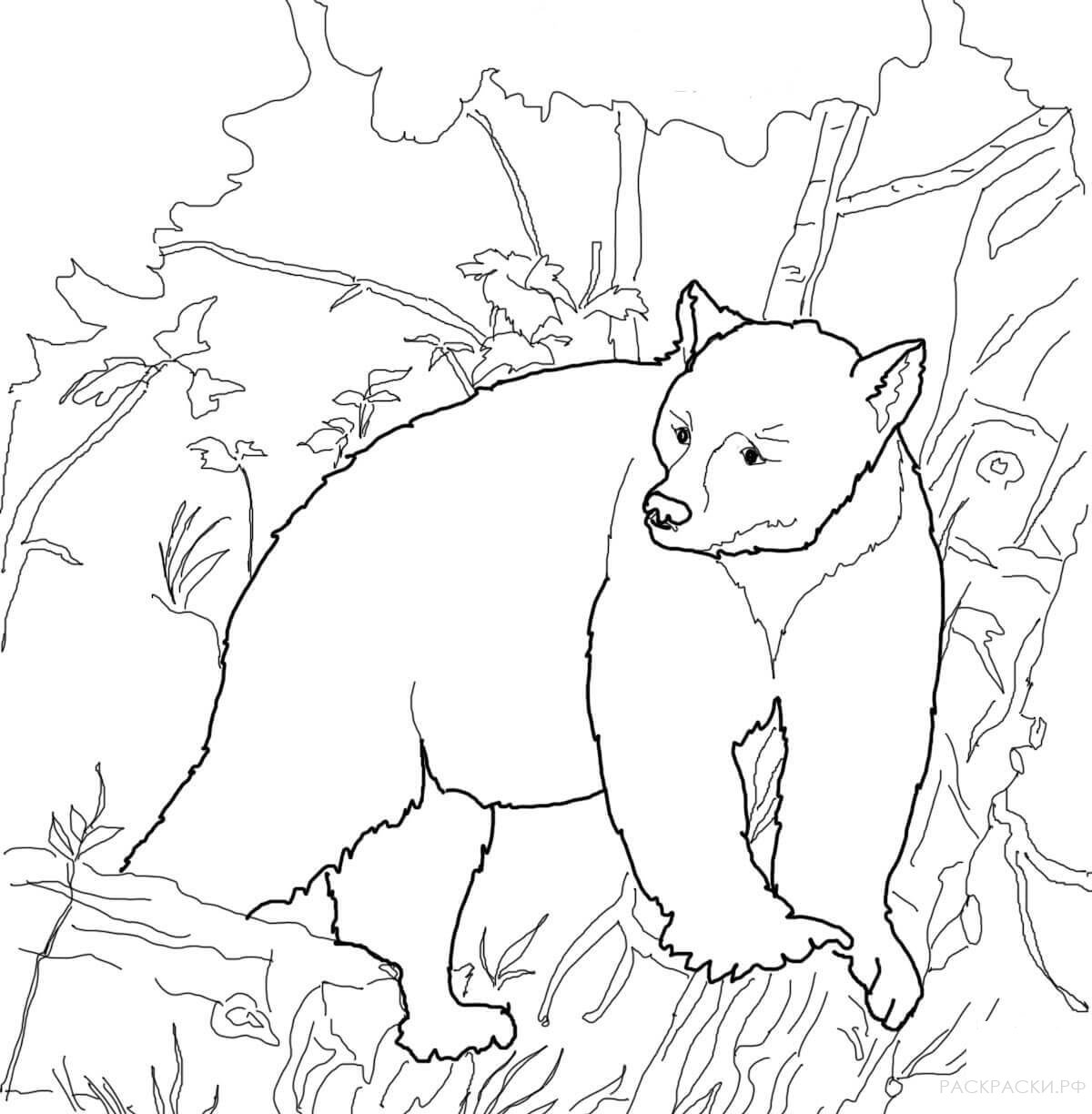 Раскраска Животные Кермоде медведь