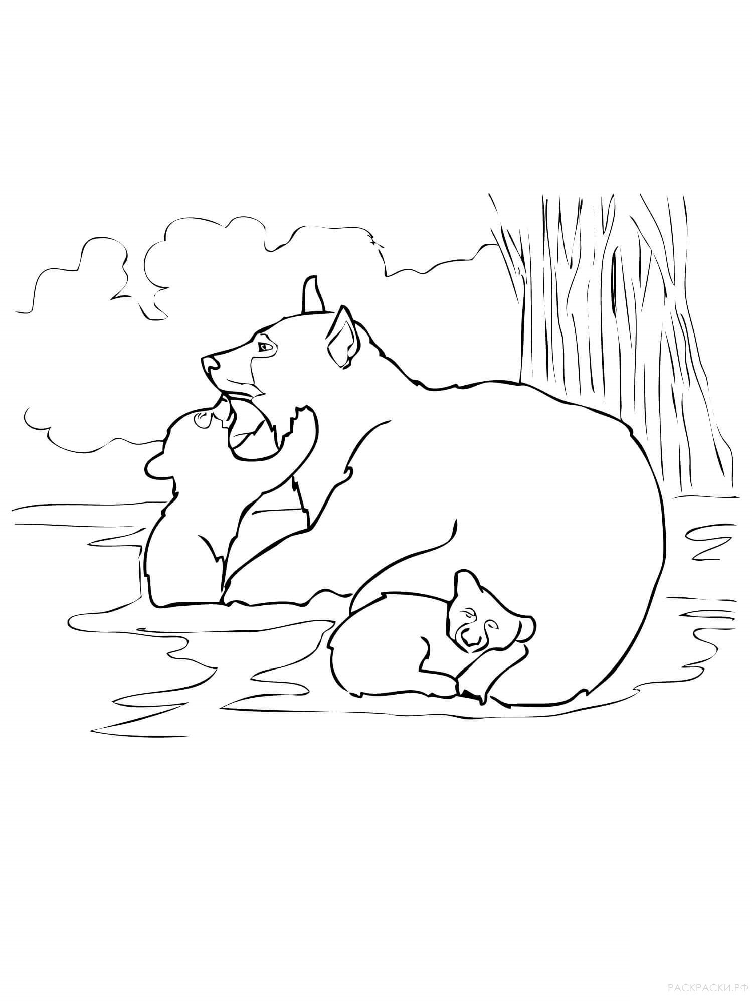 Раскраска Животные мама чёрный медведь с медвежонком
