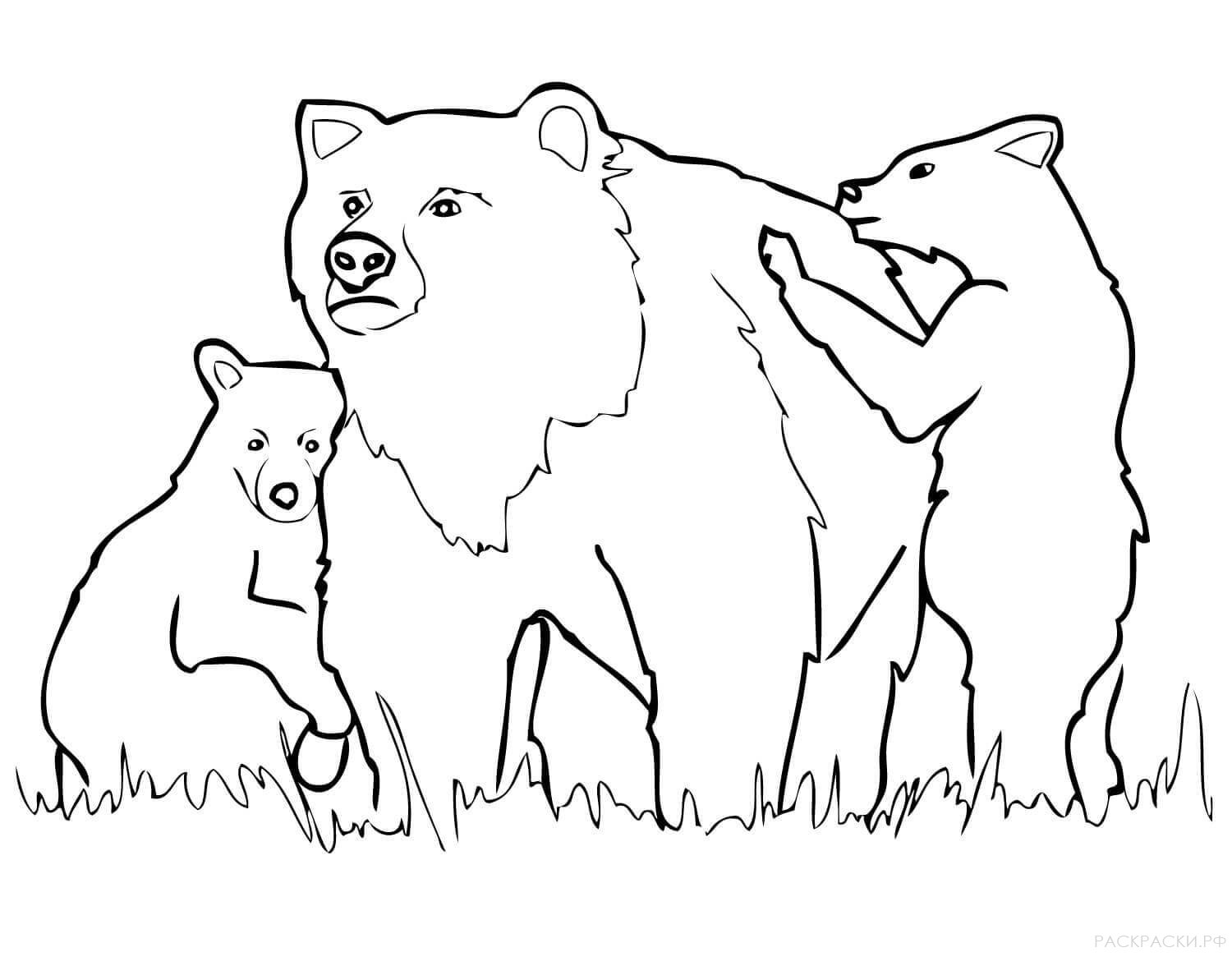 Раскраска Животные Медведица гризли и медвежата