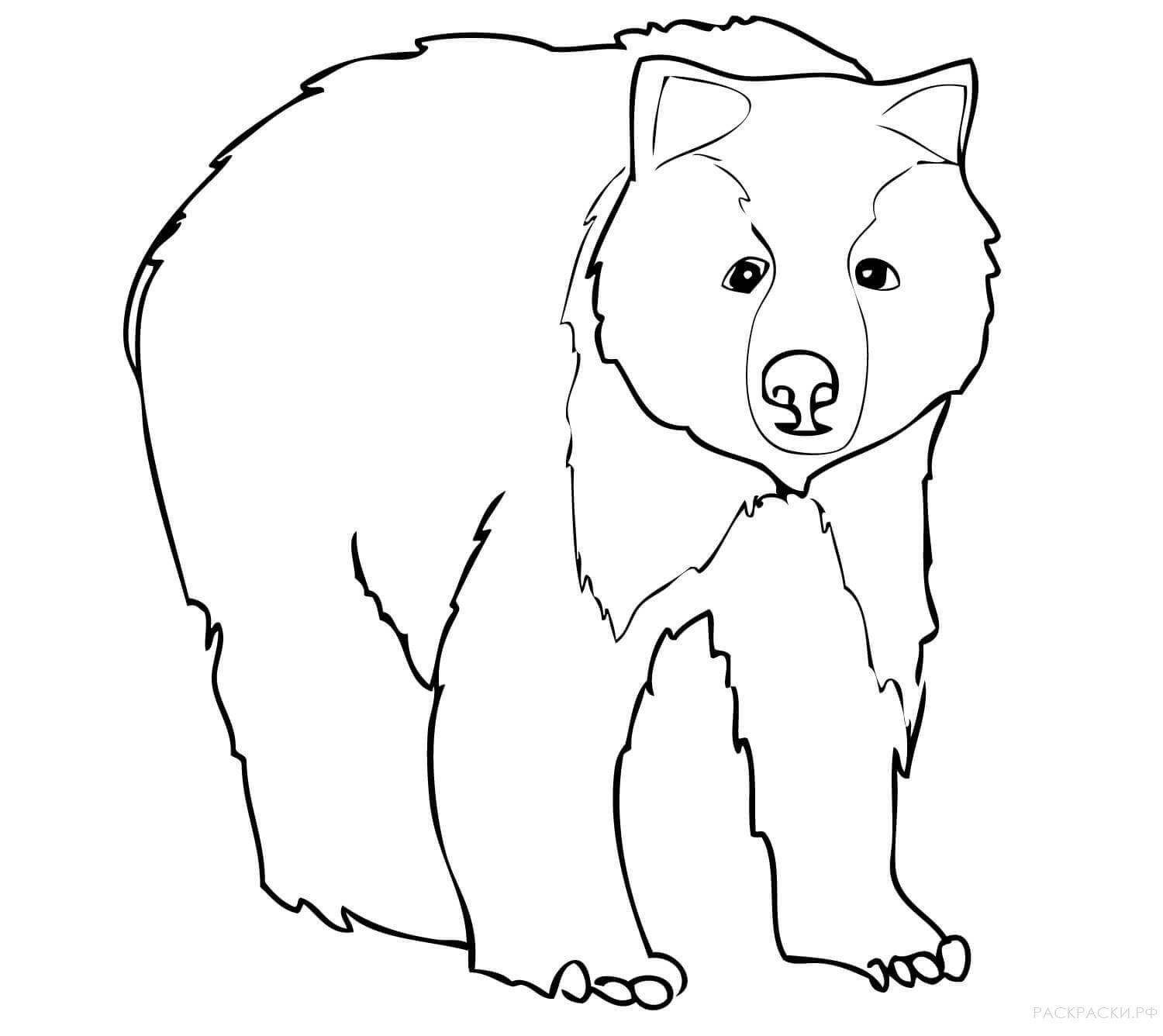 Раскраска Животные Молодой медведь гризли