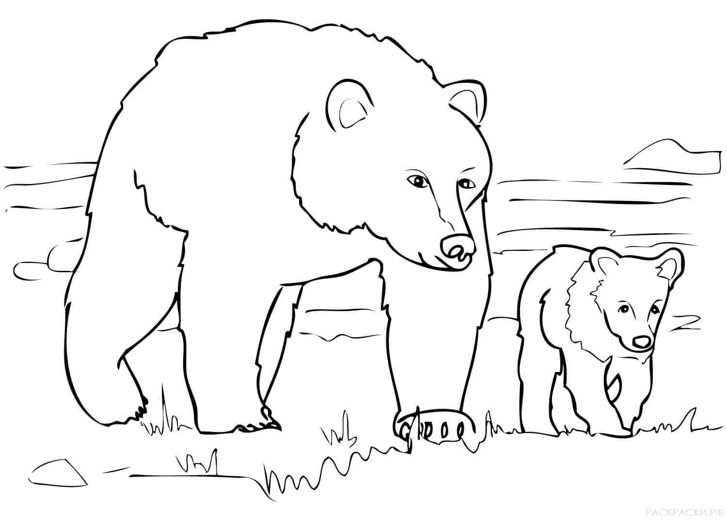 Раскраска Животные семья медведей гризли