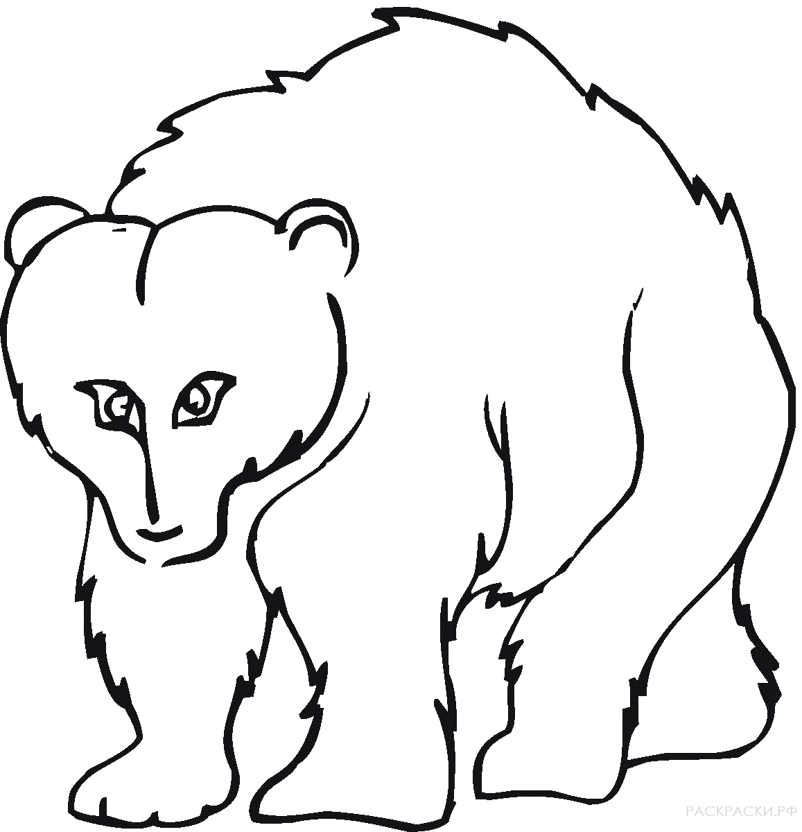 Раскраска Животные Медведь гризли 2