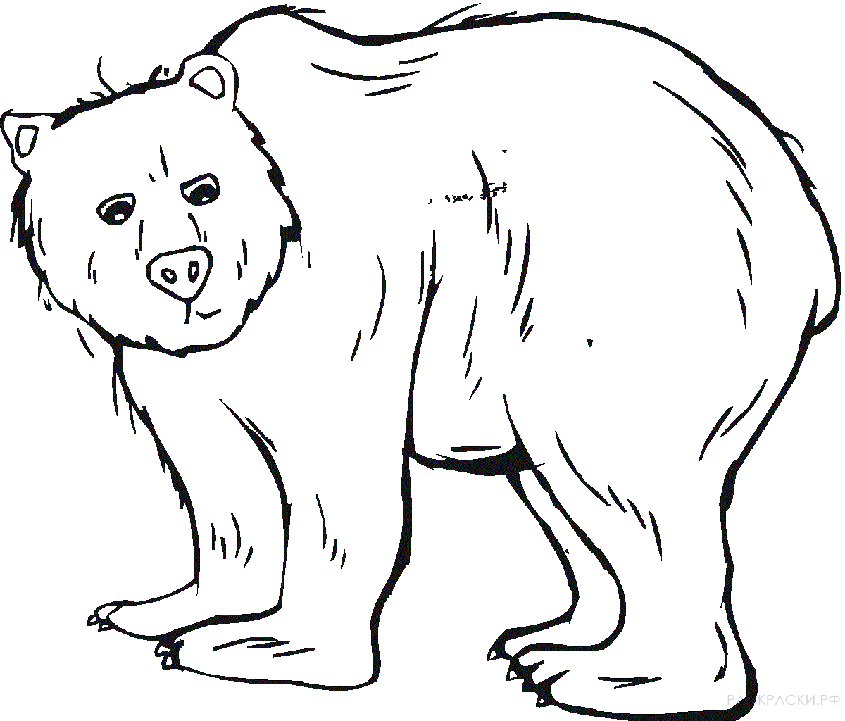 Раскраска Животные Медведь гризли 3