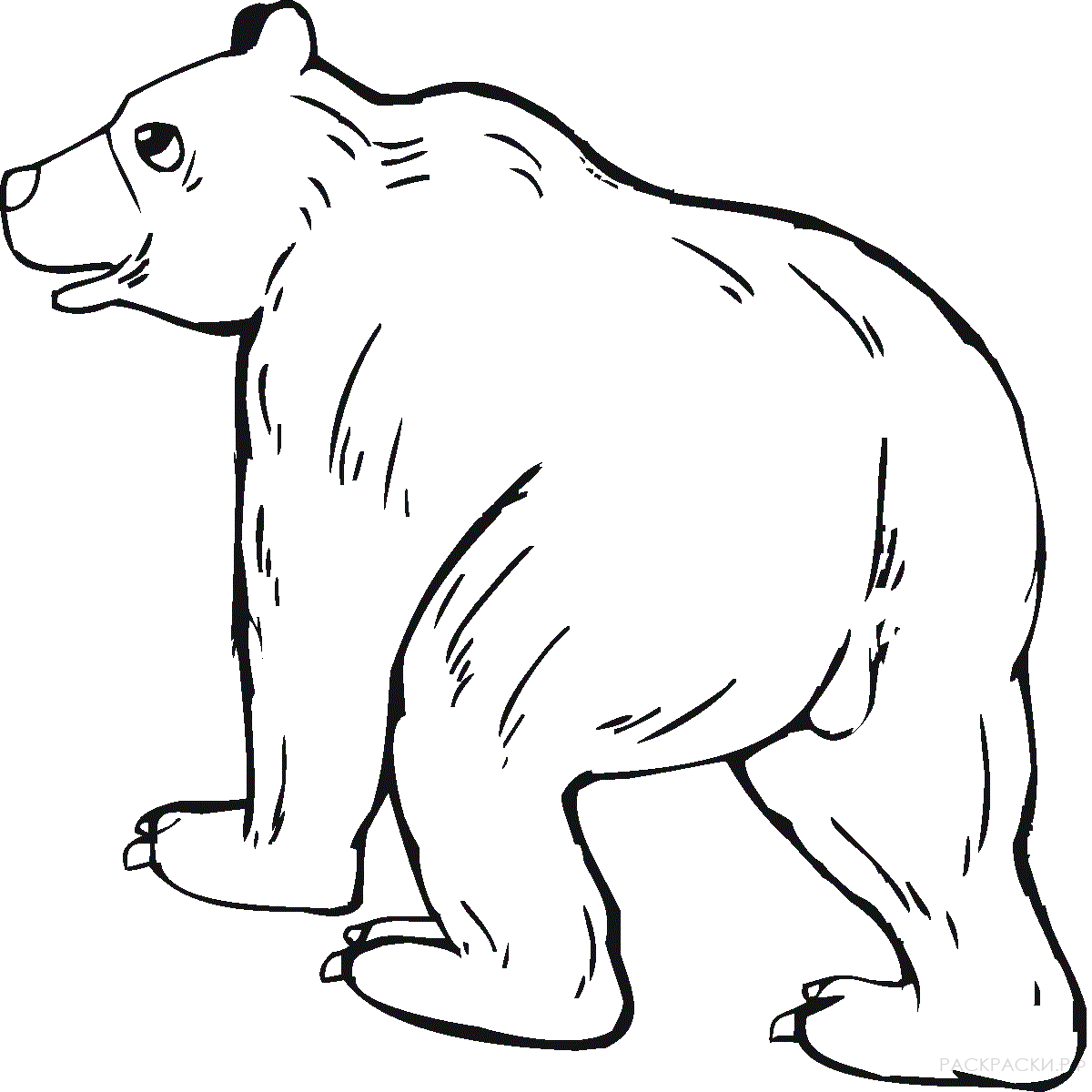Раскраска Животные Медведь гризли 5