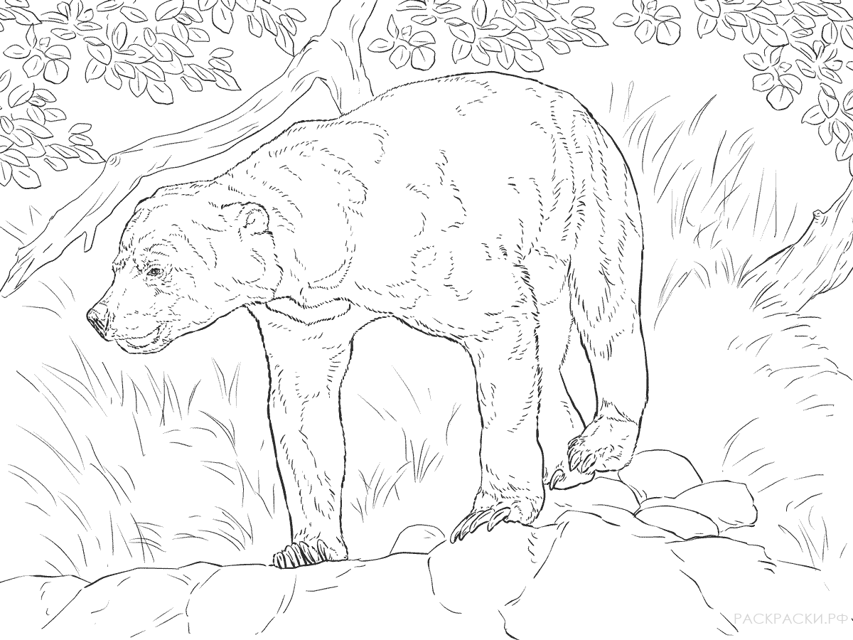 Раскраска Животные Малайский медведь