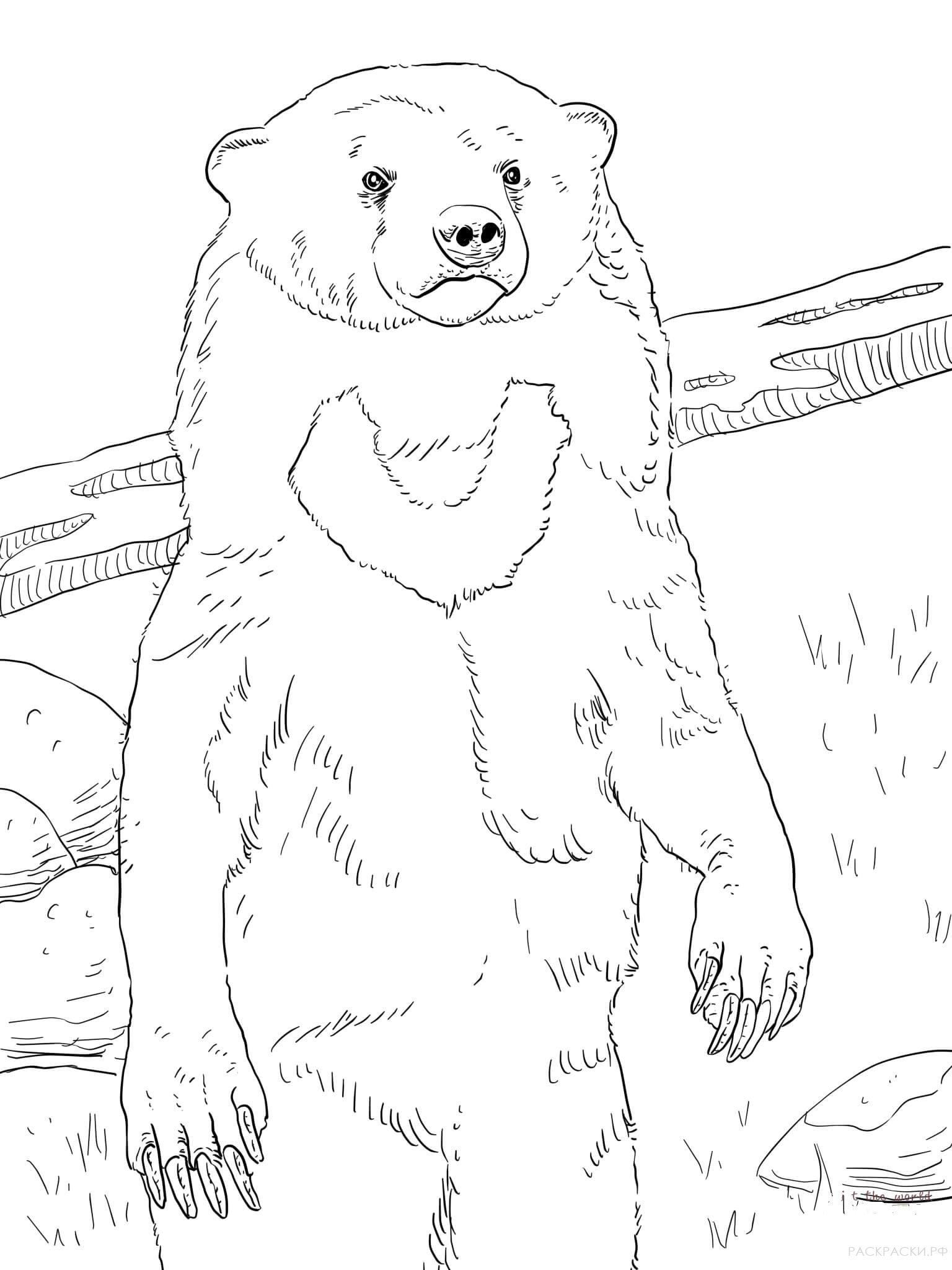 Раскраска Животные Малайский медведь 2